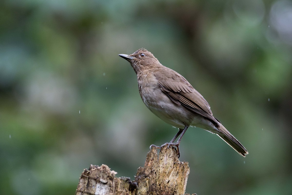 Black-billed Thrush - ML643572291