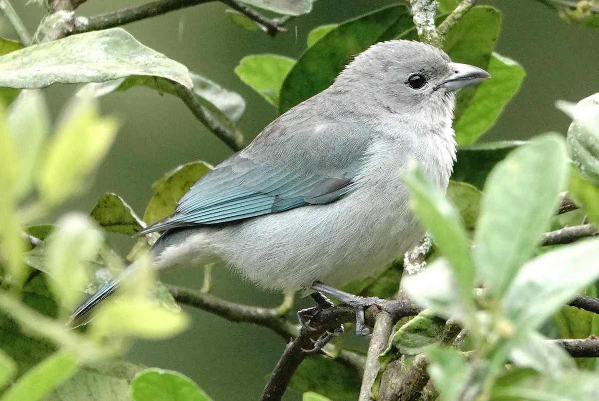 Sayaca Tanager - ML643572293