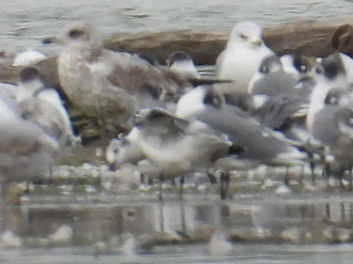 Sabine's Gull - ML643572302
