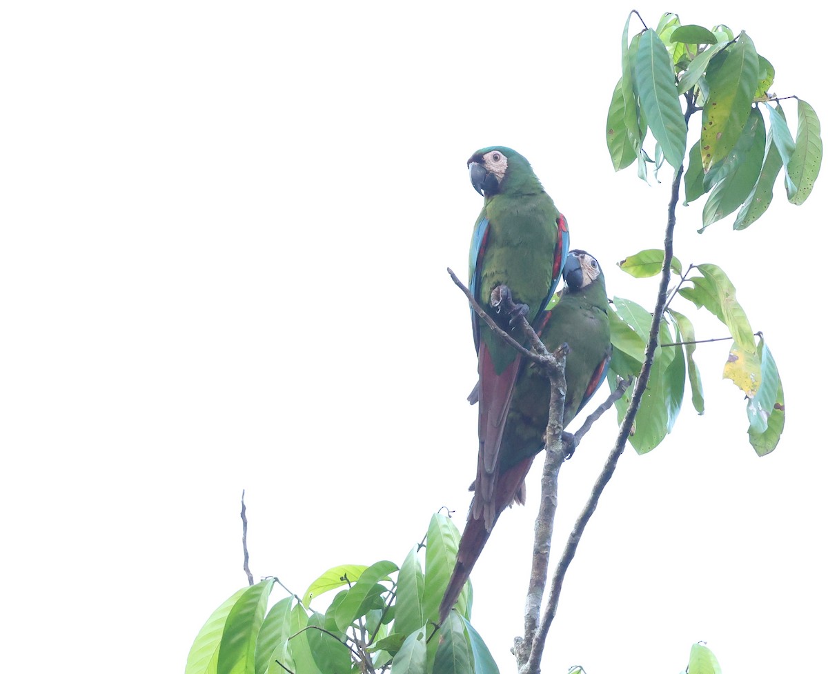 Chestnut-fronted Macaw - ML643572307