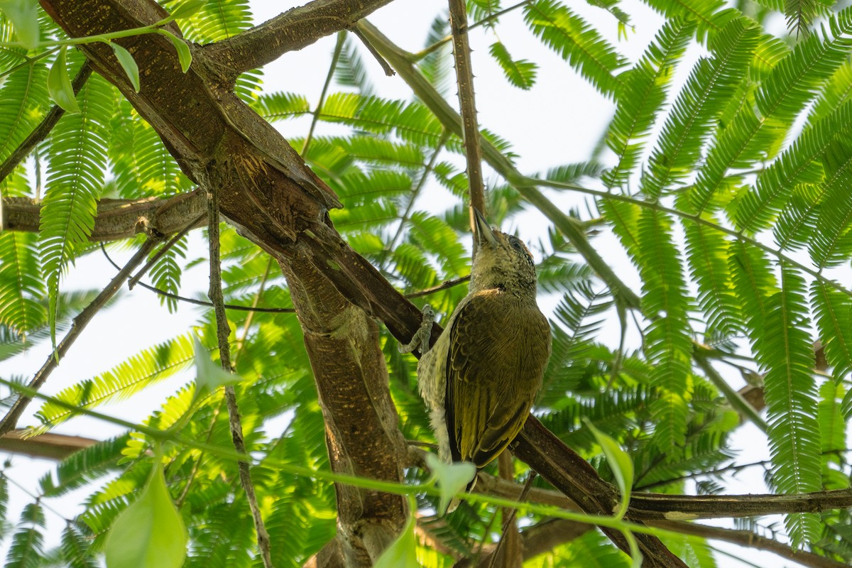 Fine-barred Piculet - ML643572331