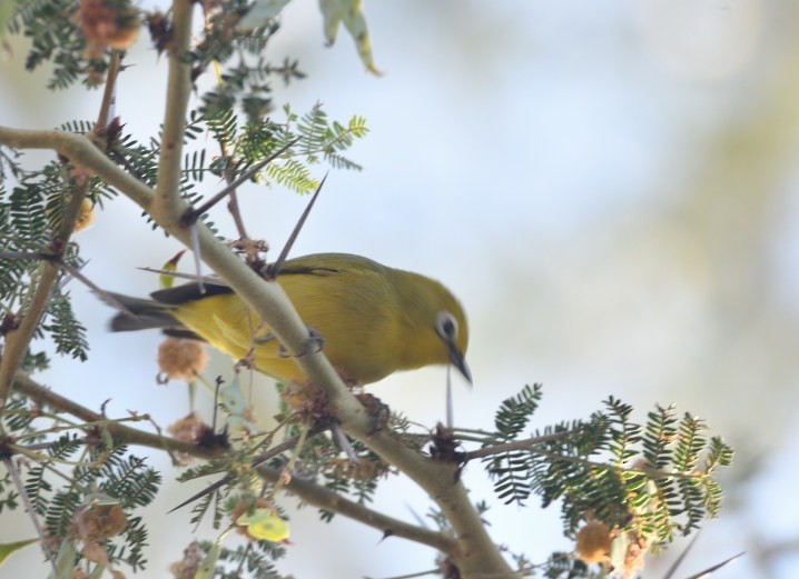 Southern Yellow White-eye - ML643572336