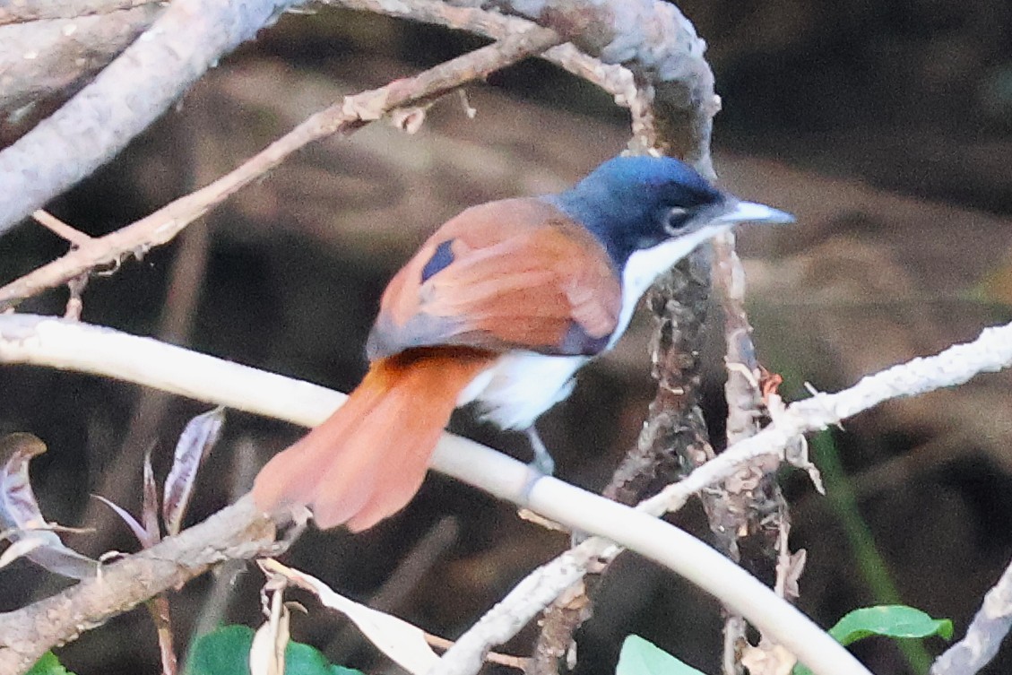 Shining Flycatcher - ML643572347