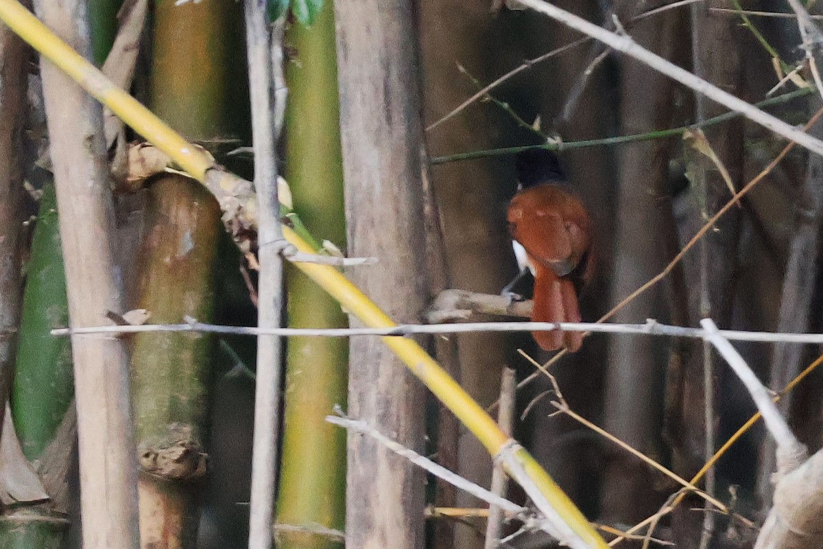 Shining Flycatcher - ML643572349