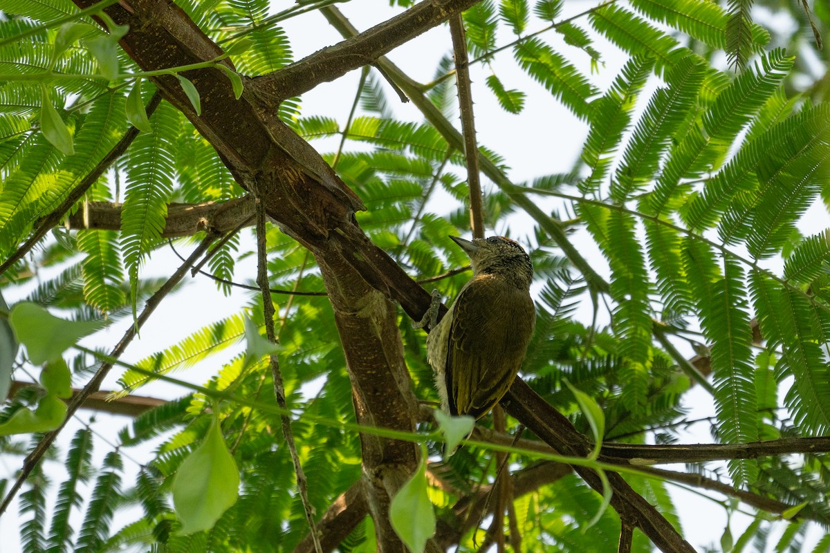 Fine-barred Piculet - ML643572351