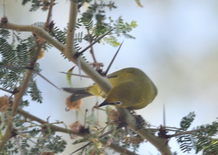 Southern Yellow White-eye - ML643572366