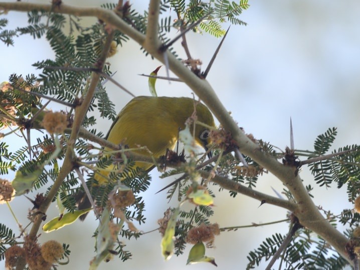 Southern Yellow White-eye - ML643572380