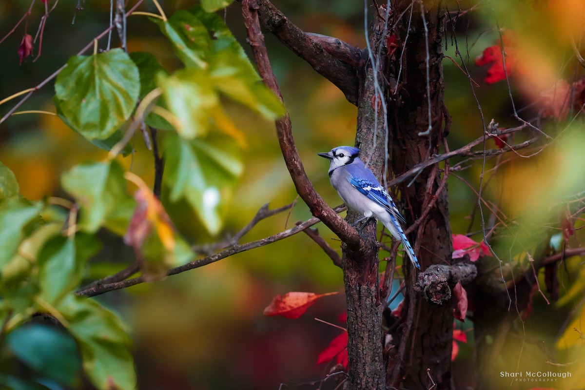 Blue Jay - ML643572381