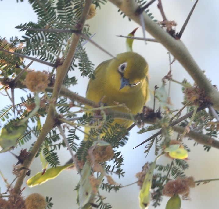 Southern Yellow White-eye - ML643572397