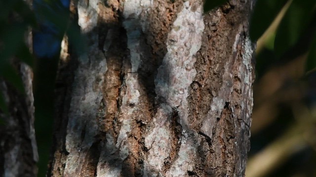 White-wedged Piculet - ML643572402