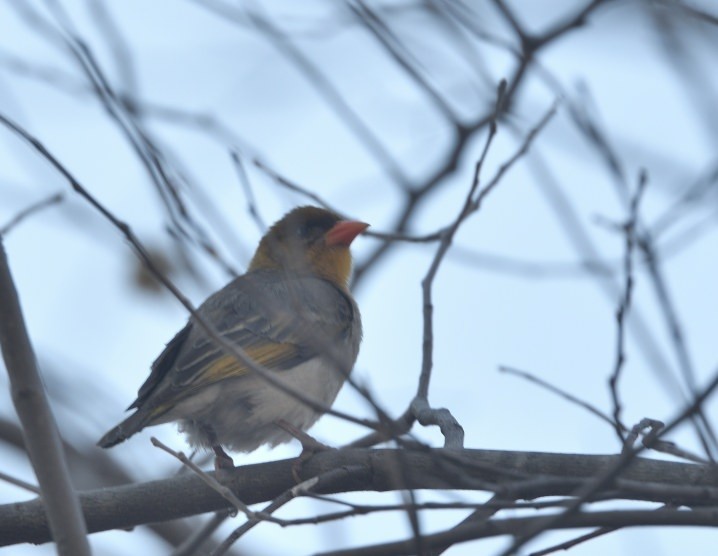 Red-headed Weaver - ML643572408