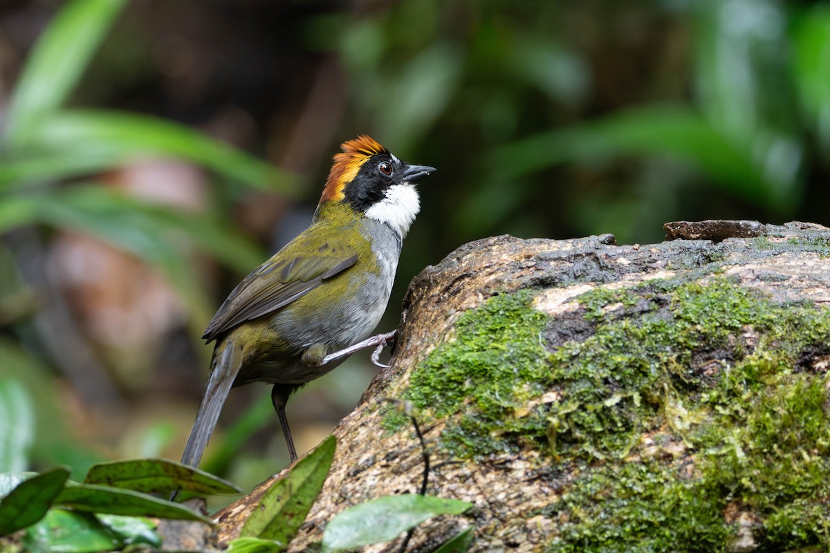 Chestnut-capped Brushfinch - ML643572409
