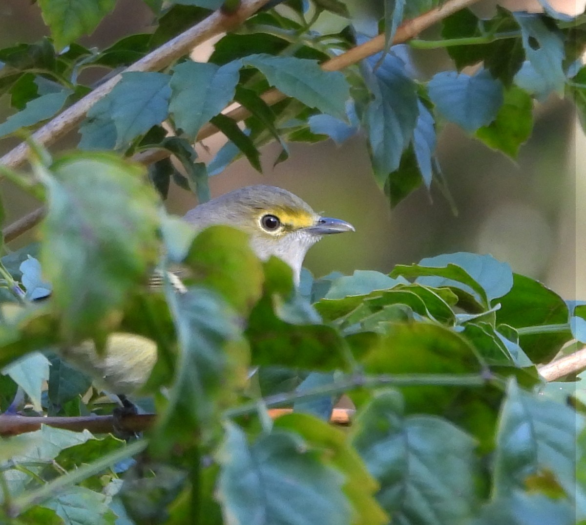 hvitøyevireo - ML643572417