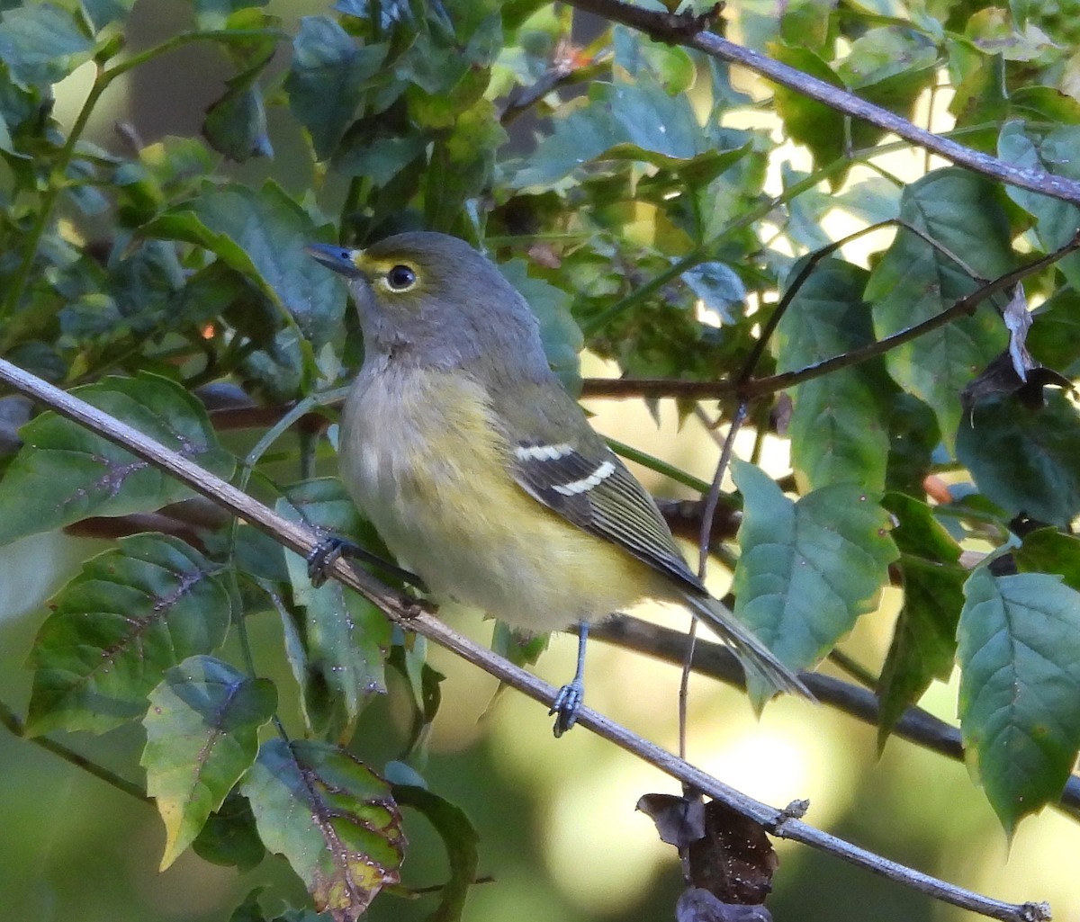 hvitøyevireo - ML643572418