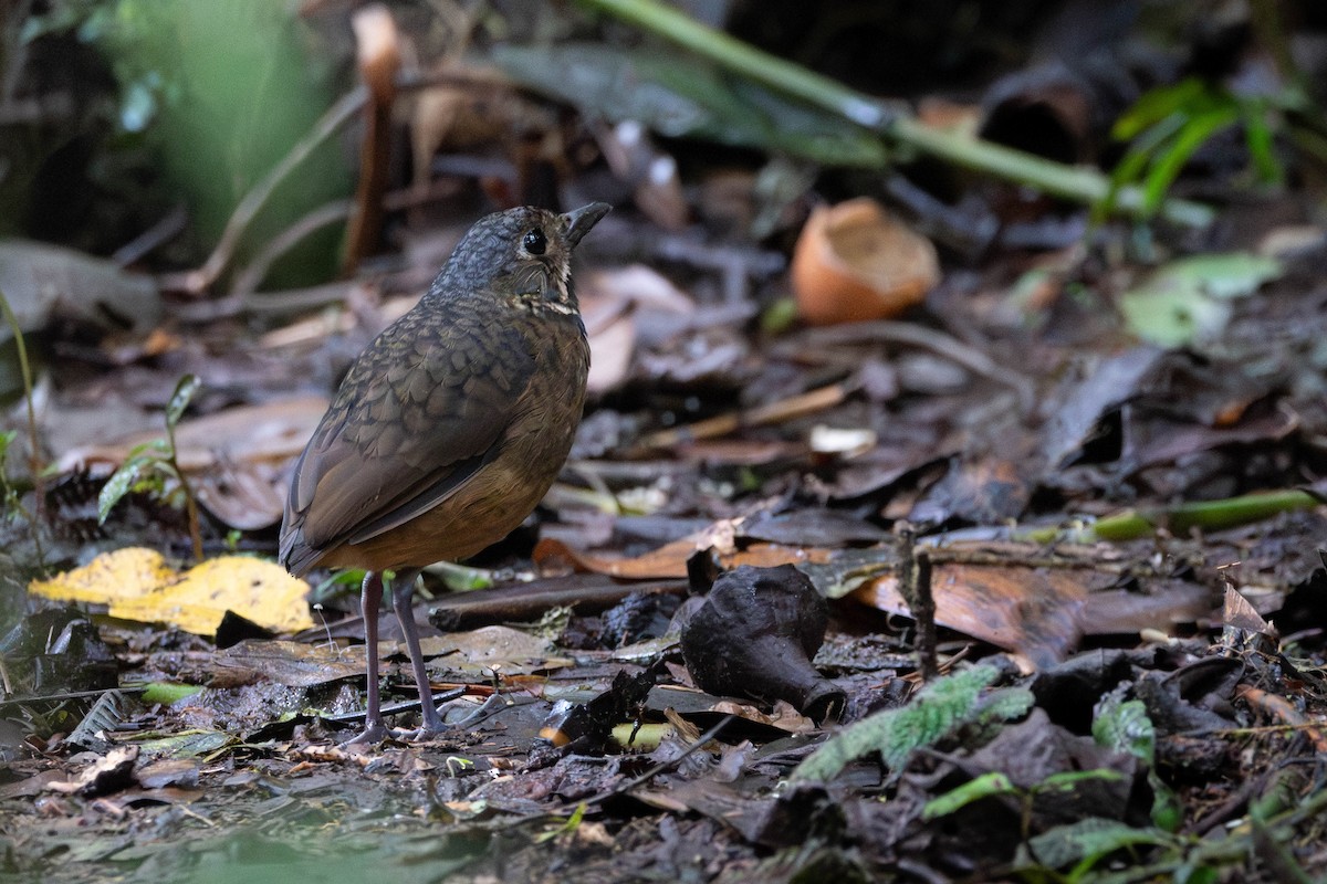 Scaled Antpitta - ML643572420