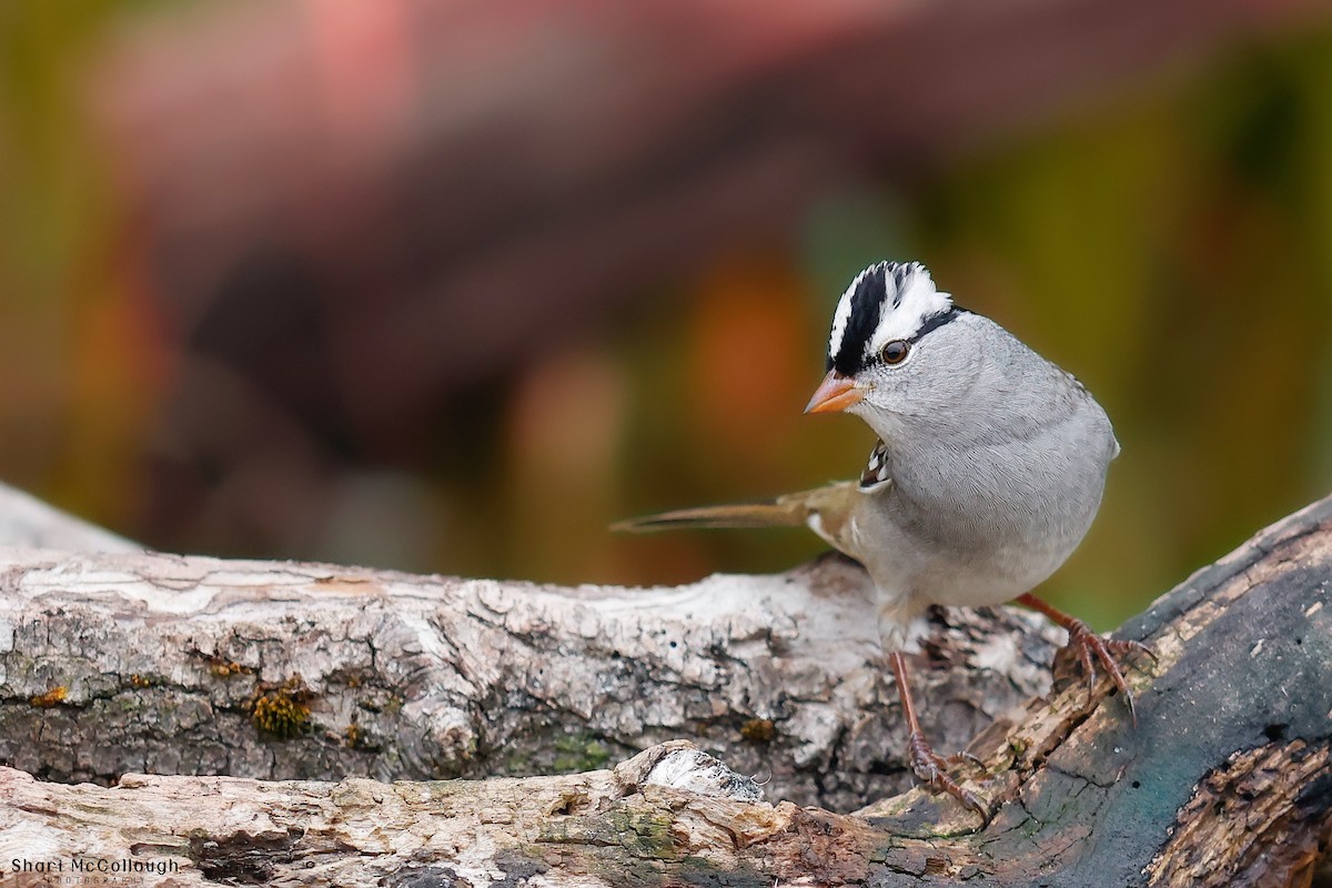 White-crowned Sparrow - ML643572421