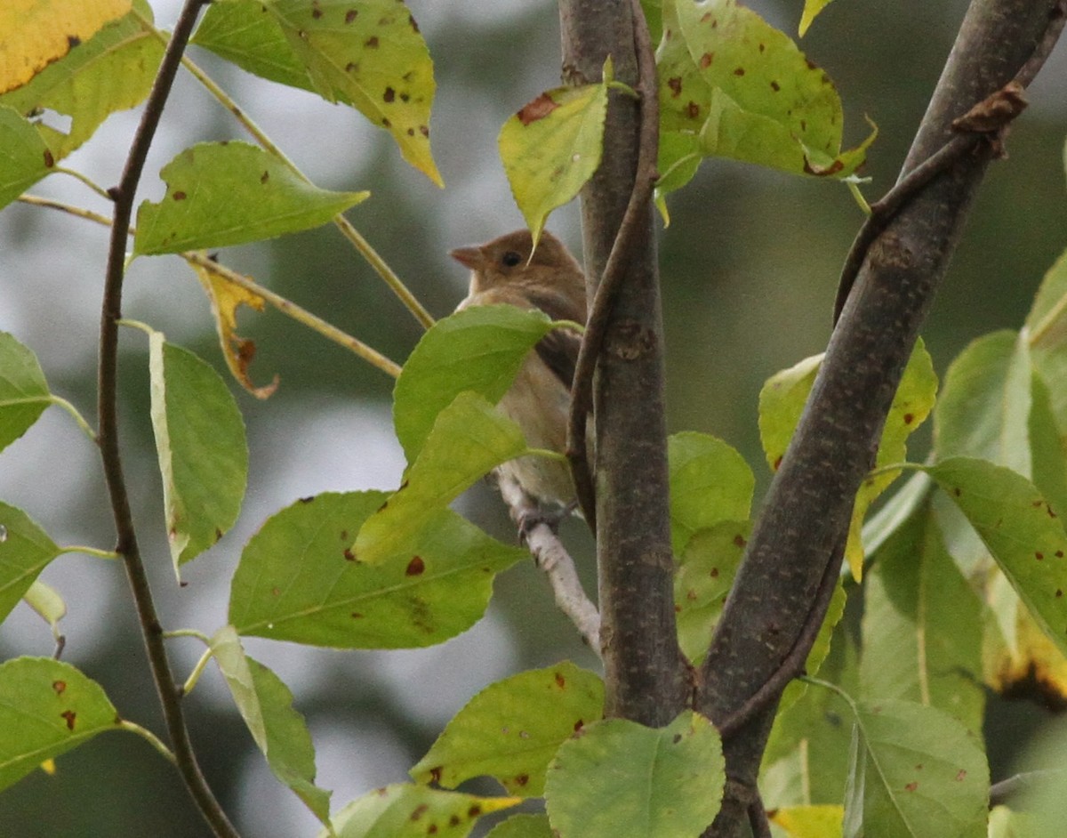 Indigo Bunting - ML643572424