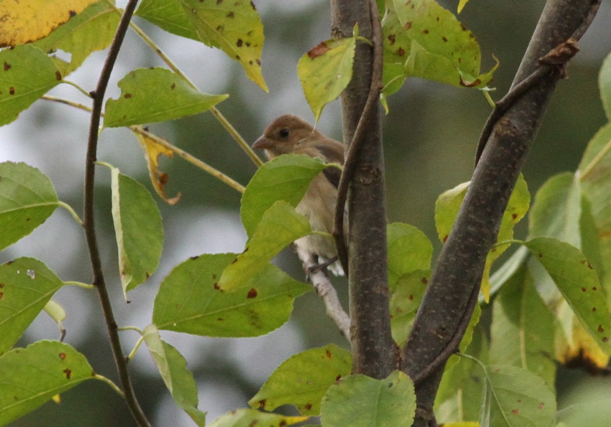 Indigo Bunting - ML643572425