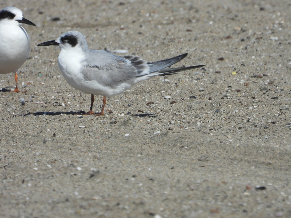 Forster's Tern - ML643572426
