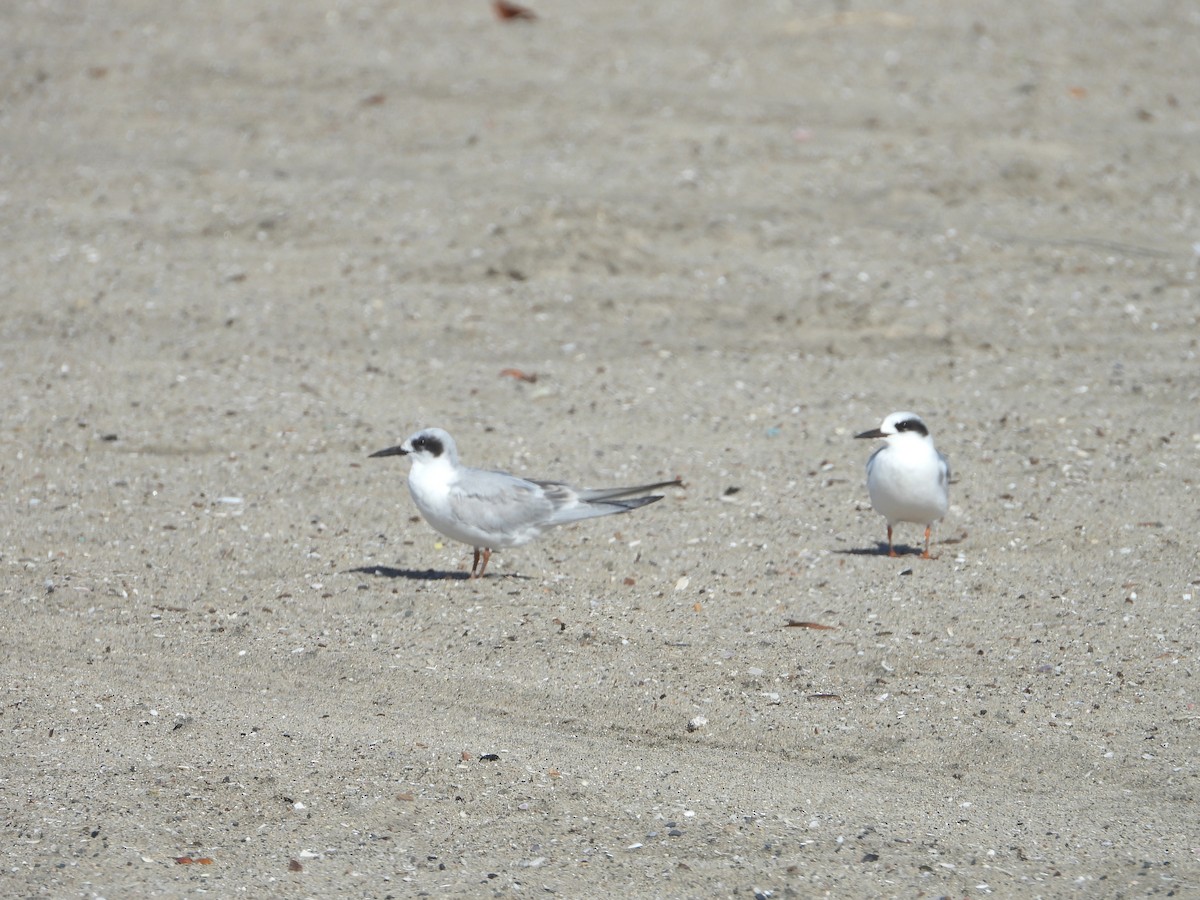 Forster's Tern - ML643572427