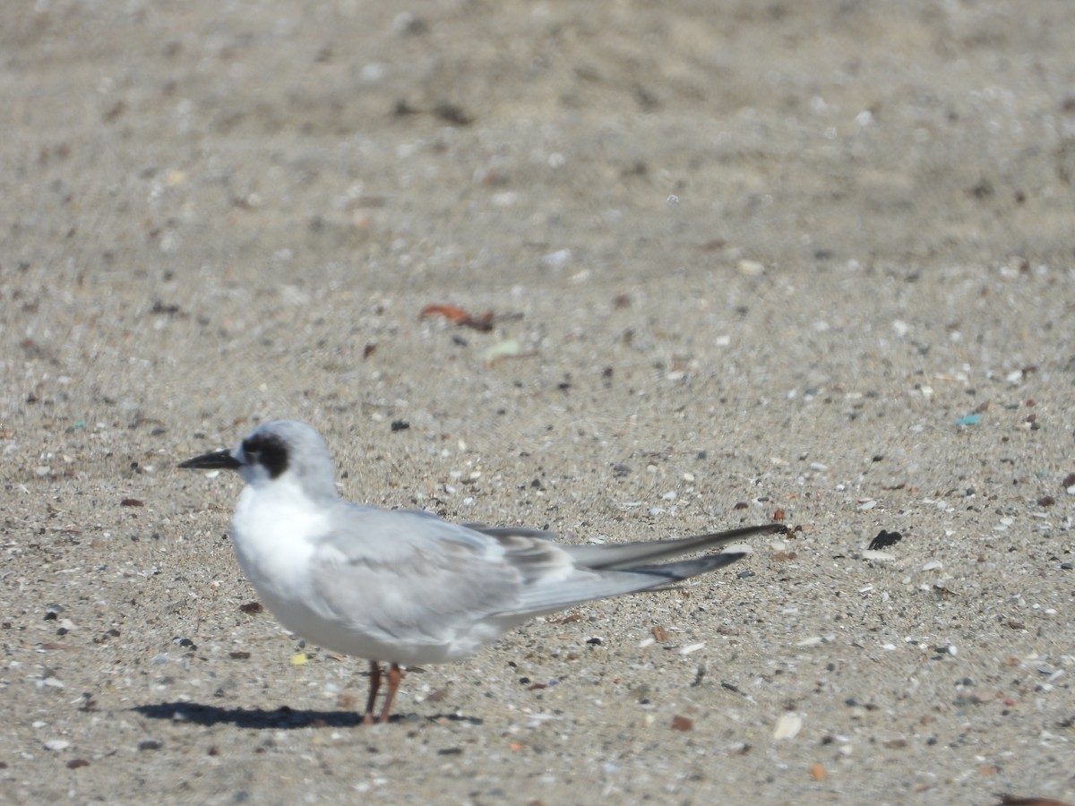 Forster's Tern - ML643572428