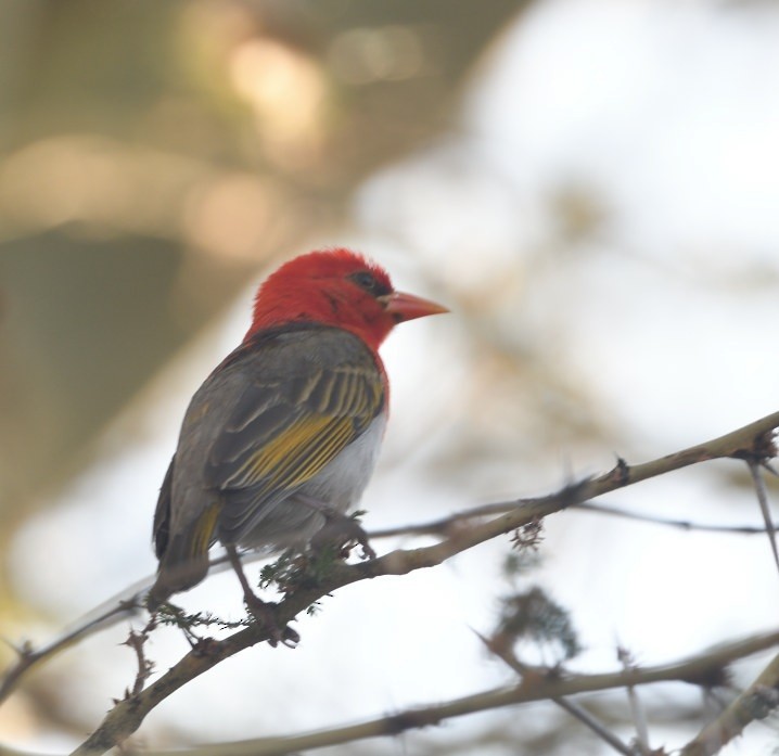 Red-headed Weaver - ML643572431