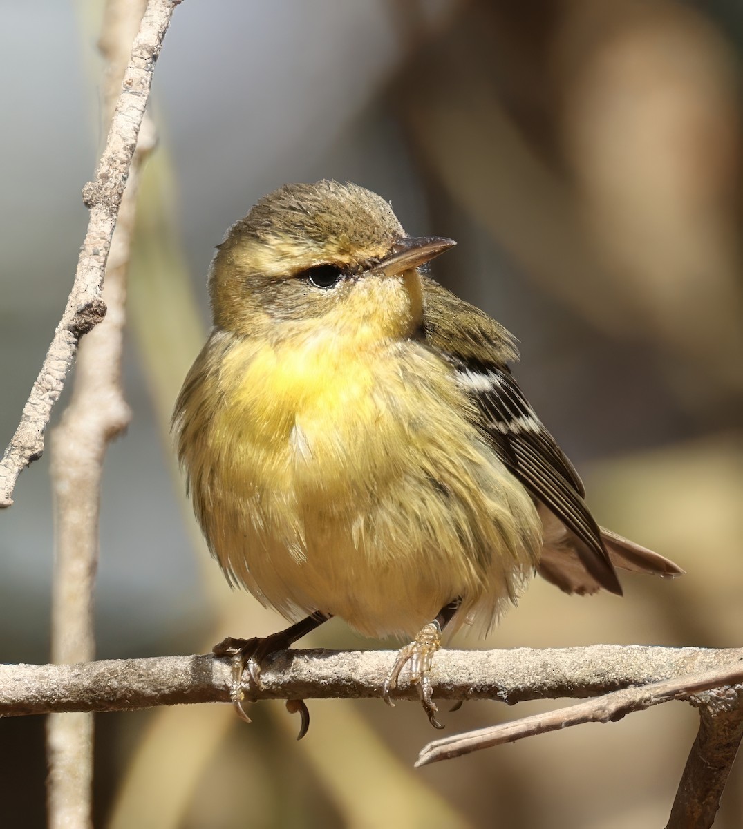 Пісняр-лісовик рудоволий - ML643572451