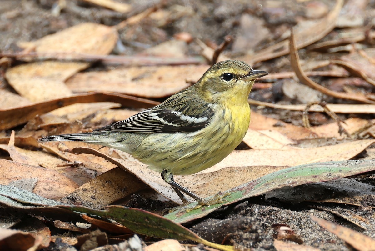 Пісняр-лісовик рудоволий - ML643572452