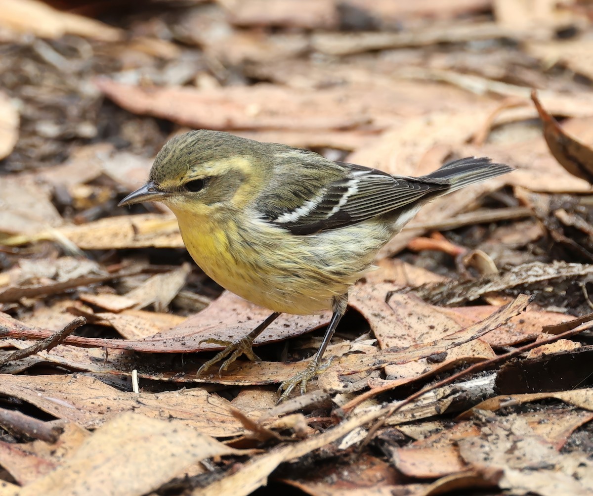 Пісняр-лісовик рудоволий - ML643572454