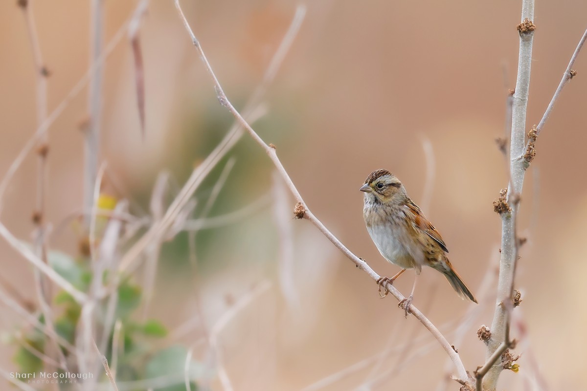 Swamp Sparrow - ML643572463