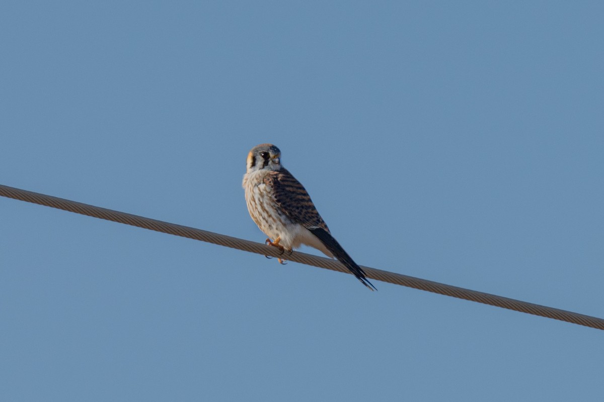 Buntfalke - ML643572464