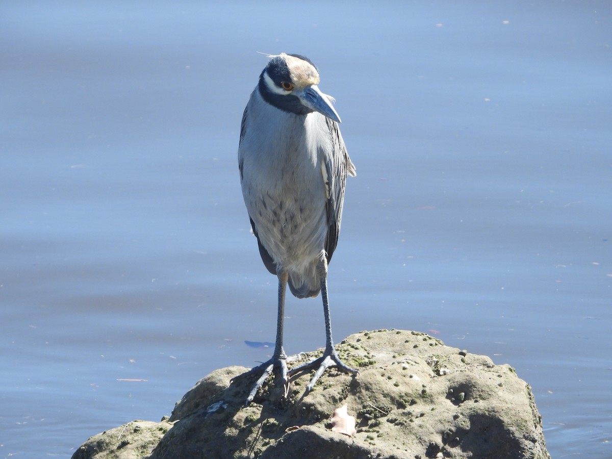 Yellow-crowned Night Heron - ML643572465