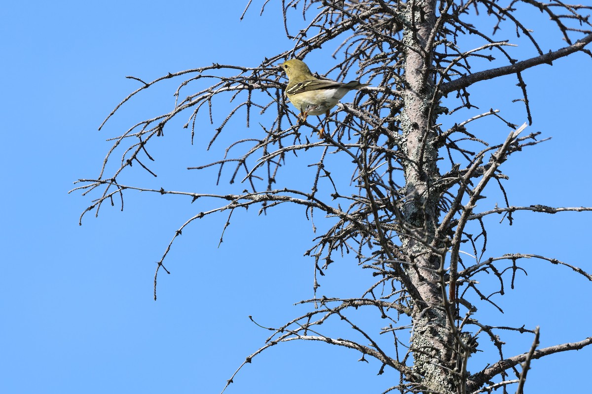 Blackpoll Warbler - ML643572476