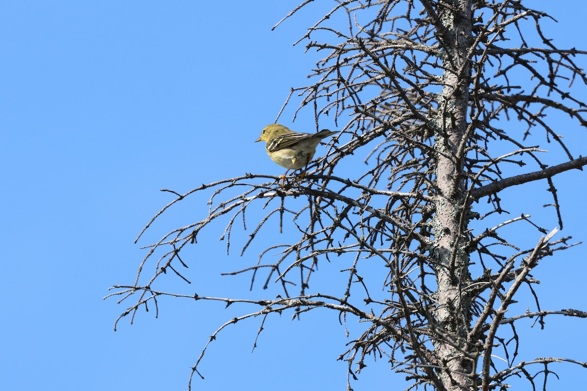 Blackpoll Warbler - ML643572482