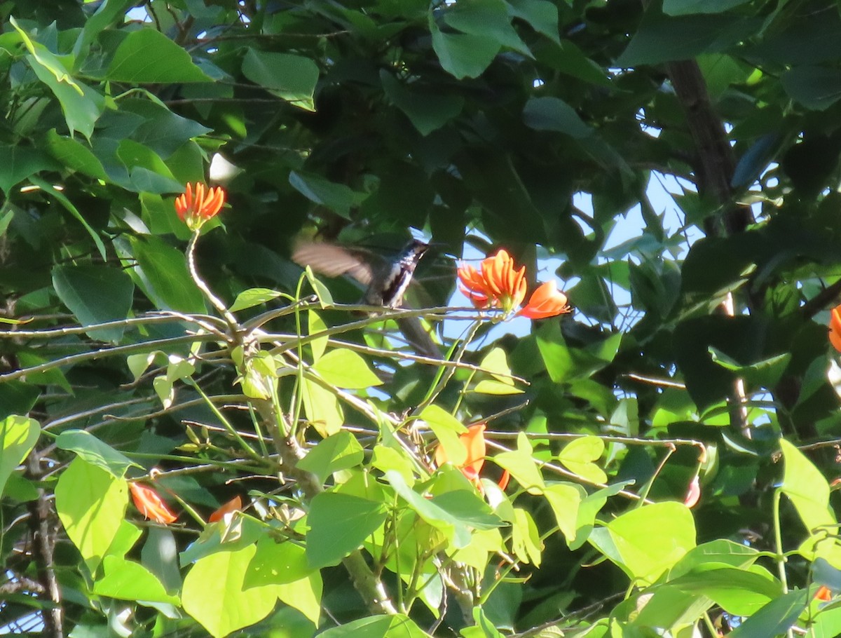 Schwarzbrust-Mangokolibri - ML643572484