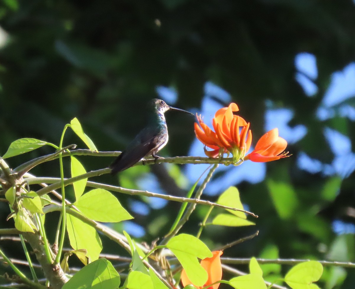 Schwarzbrust-Mangokolibri - ML643572485