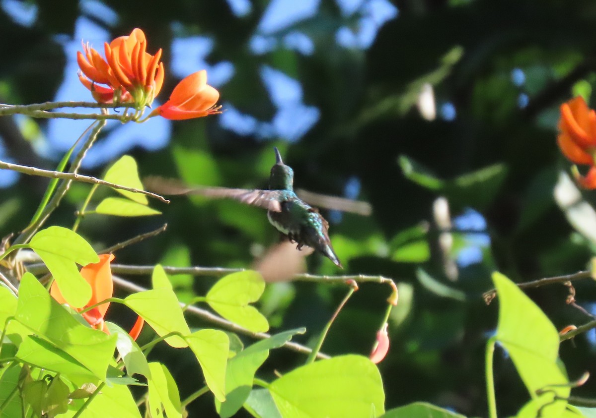 Schwarzbrust-Mangokolibri - ML643572486