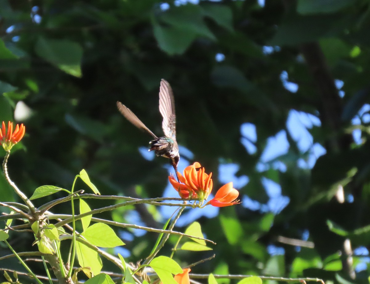 Schwarzbrust-Mangokolibri - ML643572487