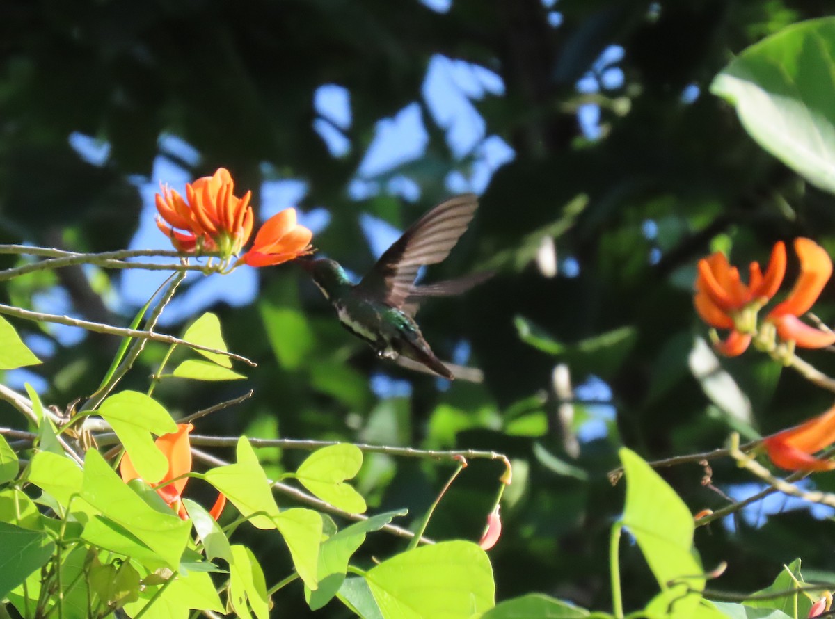 Schwarzbrust-Mangokolibri - ML643572489