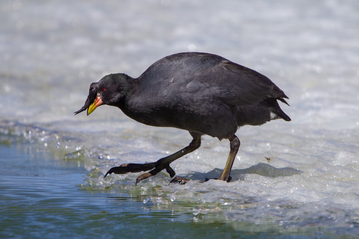 Horned Coot - ML643572509