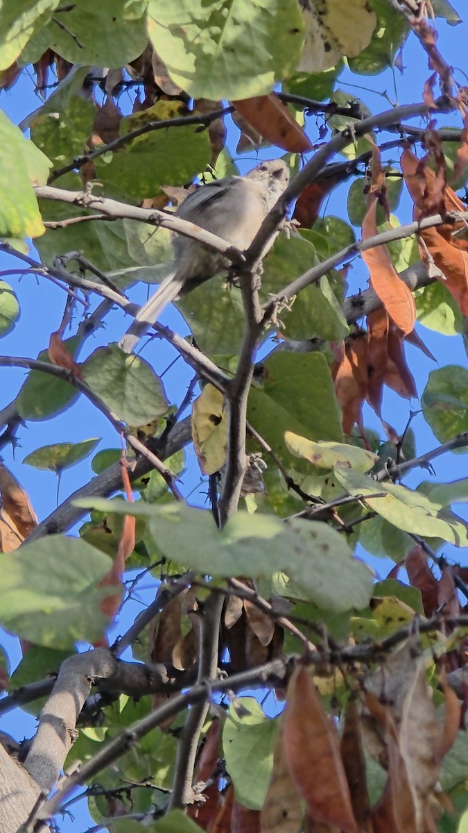 Bushtit - ML643572519