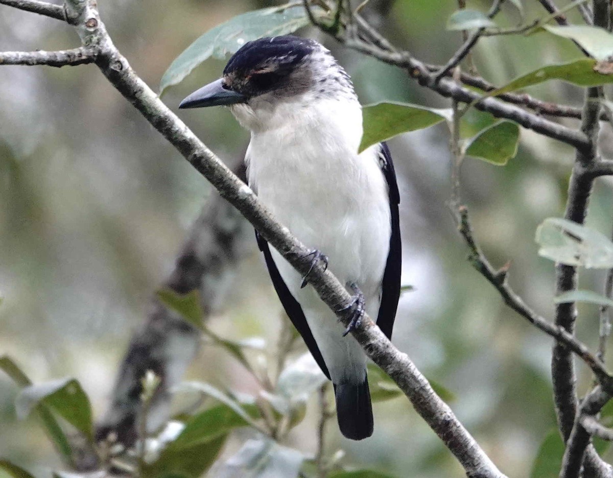 Black-crowned Tityra - ML643572521