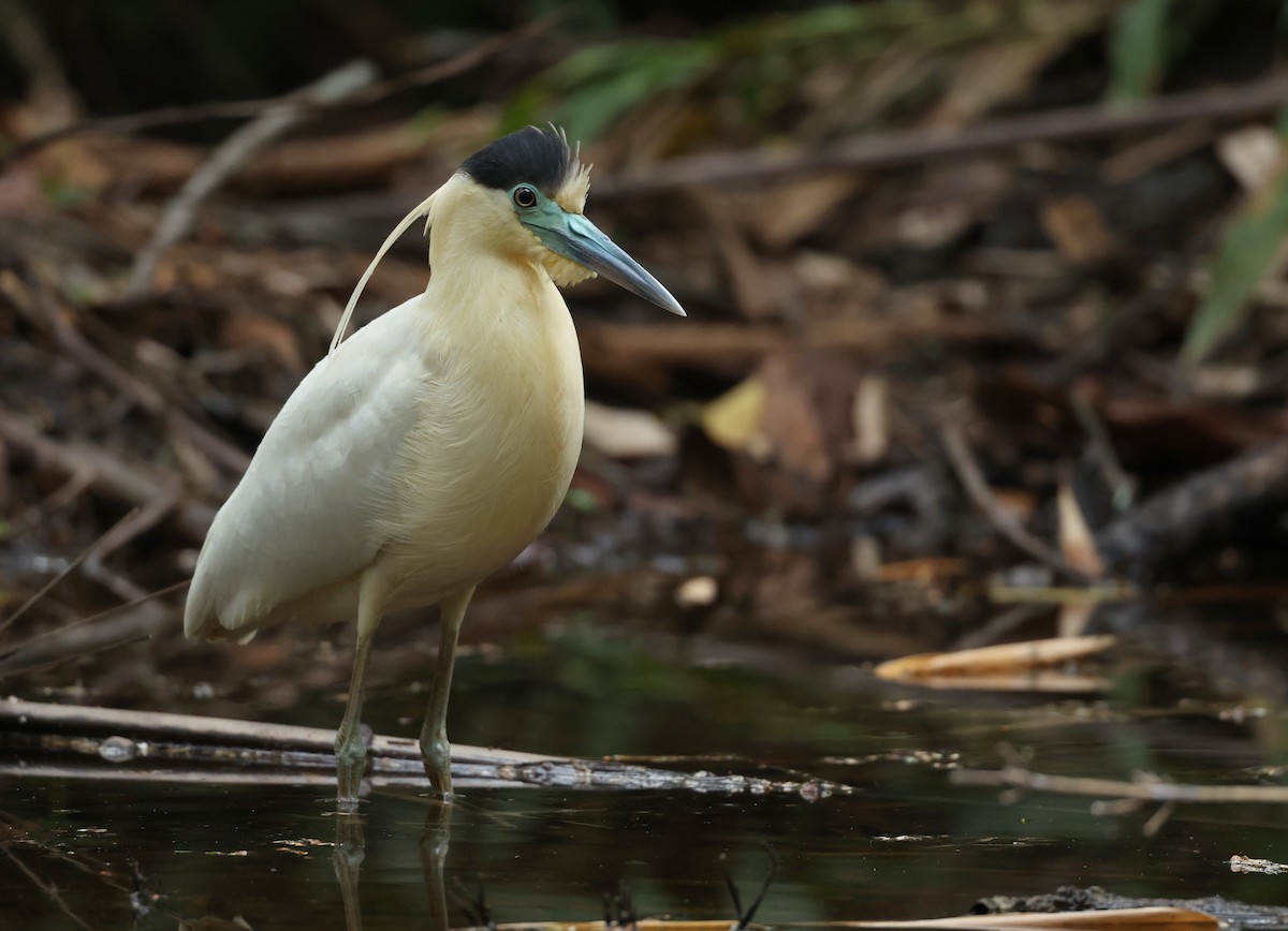 Capped Heron - ML643572550