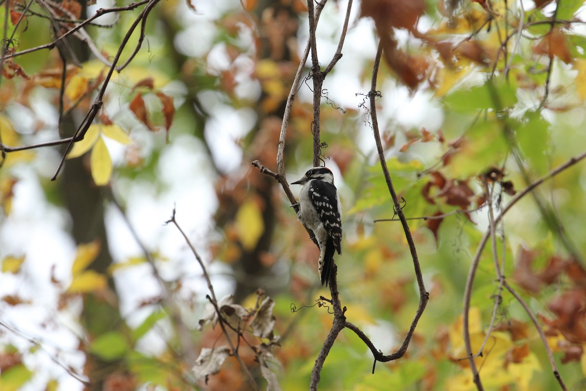 Downy Woodpecker - ML643572560