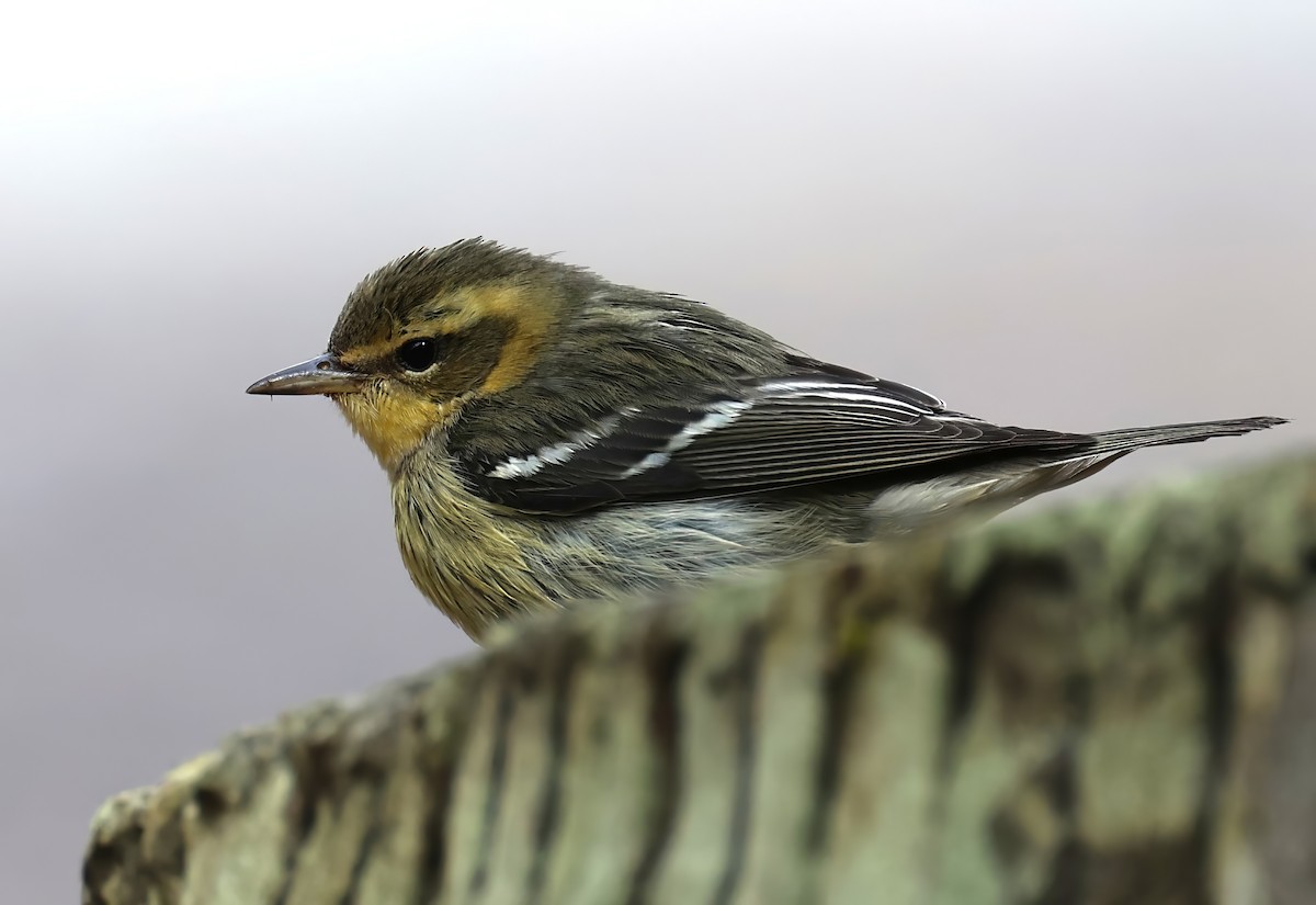 Пісняр-лісовик рудоволий - ML643572566