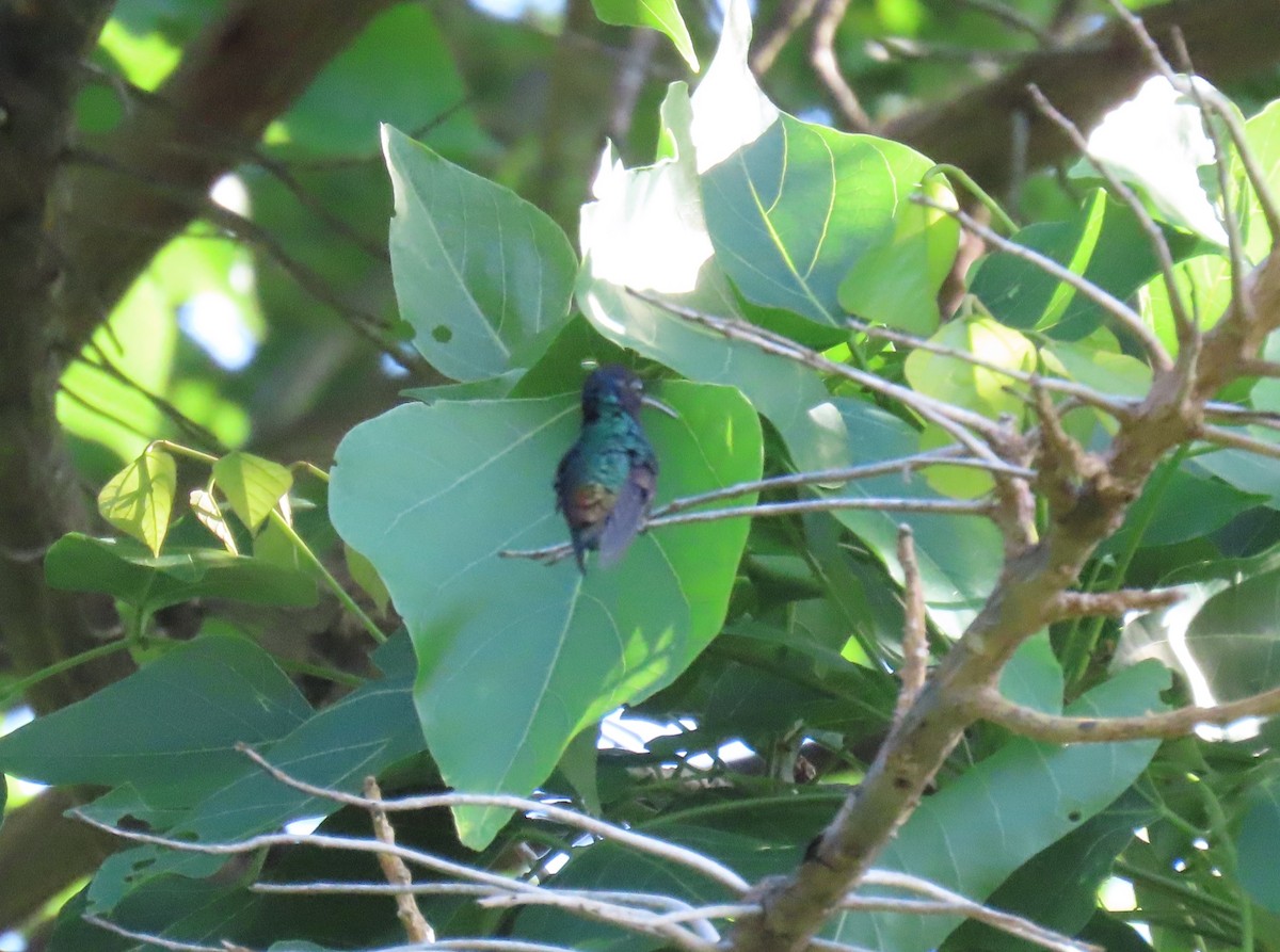 Golden-tailed Sapphire - ML643572570