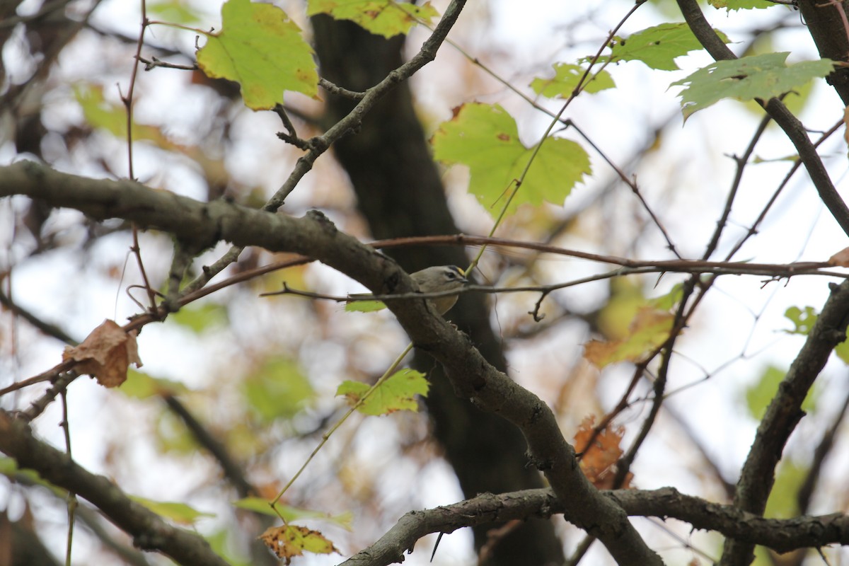 Golden-crowned Kinglet - ML643572571