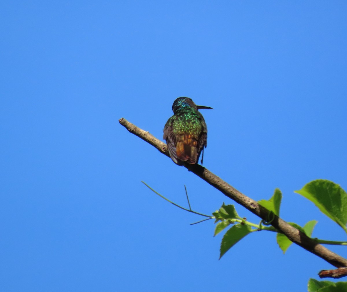 Golden-tailed Sapphire - ML643572573