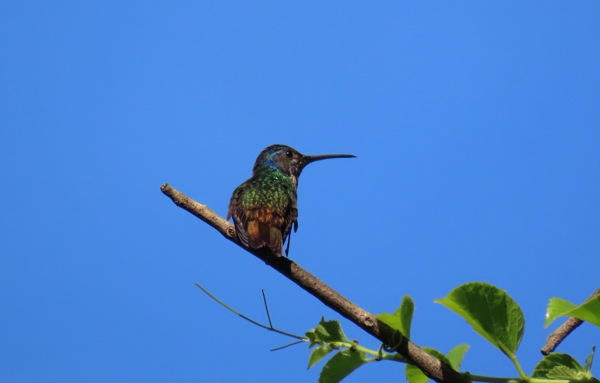Golden-tailed Sapphire - ML643572574