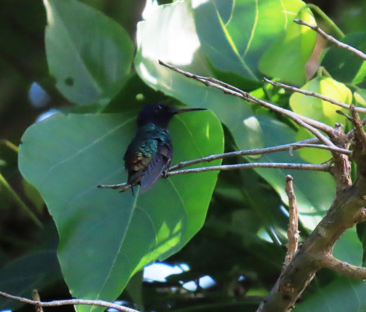 Golden-tailed Sapphire - ML643572575